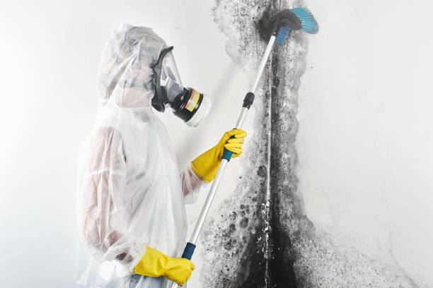 Best Real Estate Mold Inspection  in Hickory Hls, IL