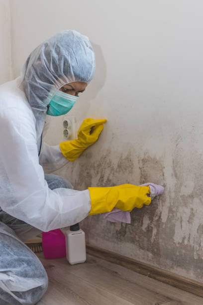 Best Forensic Mold Investigation  in Hickory Hls, IL