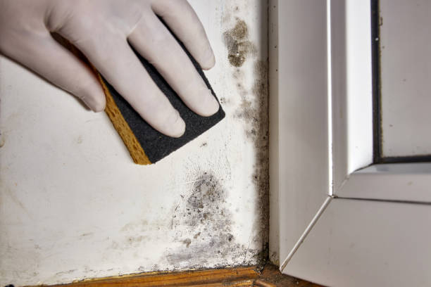 Best Dehumidification Services  in Hickory Hls, IL